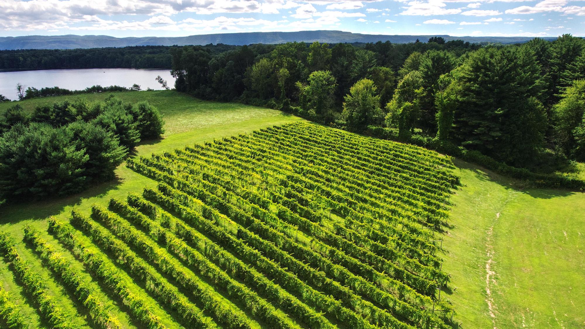 Sky view of rows of green vines, forest and lake in the background