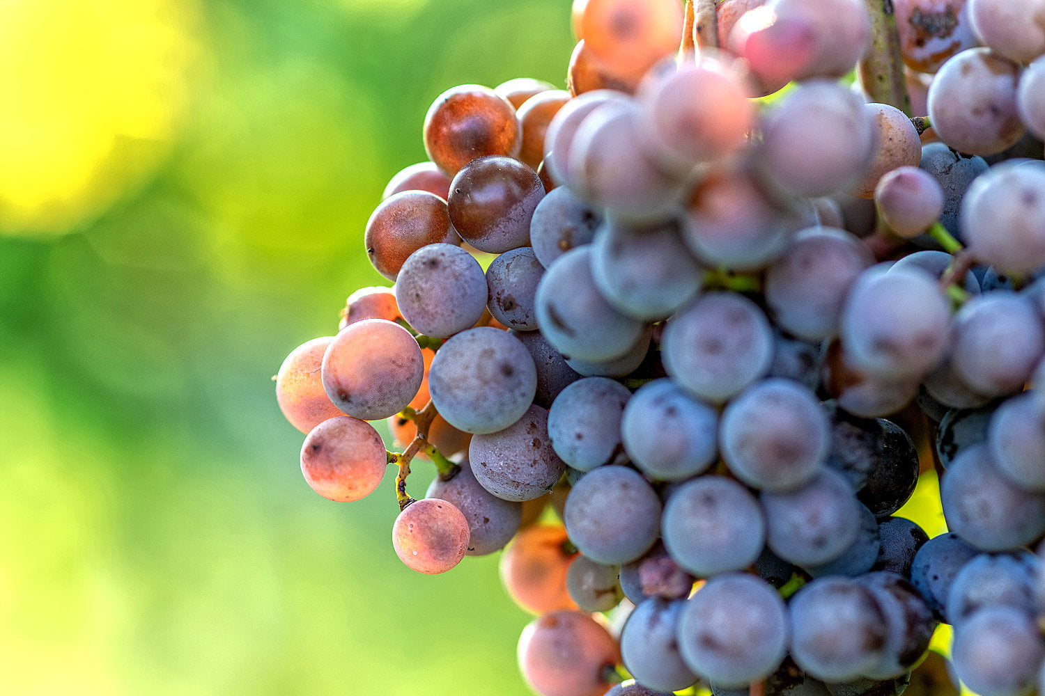 Photo of purple-pink grapes (the Frontenac Gris variety) on the vine and in the sunlight