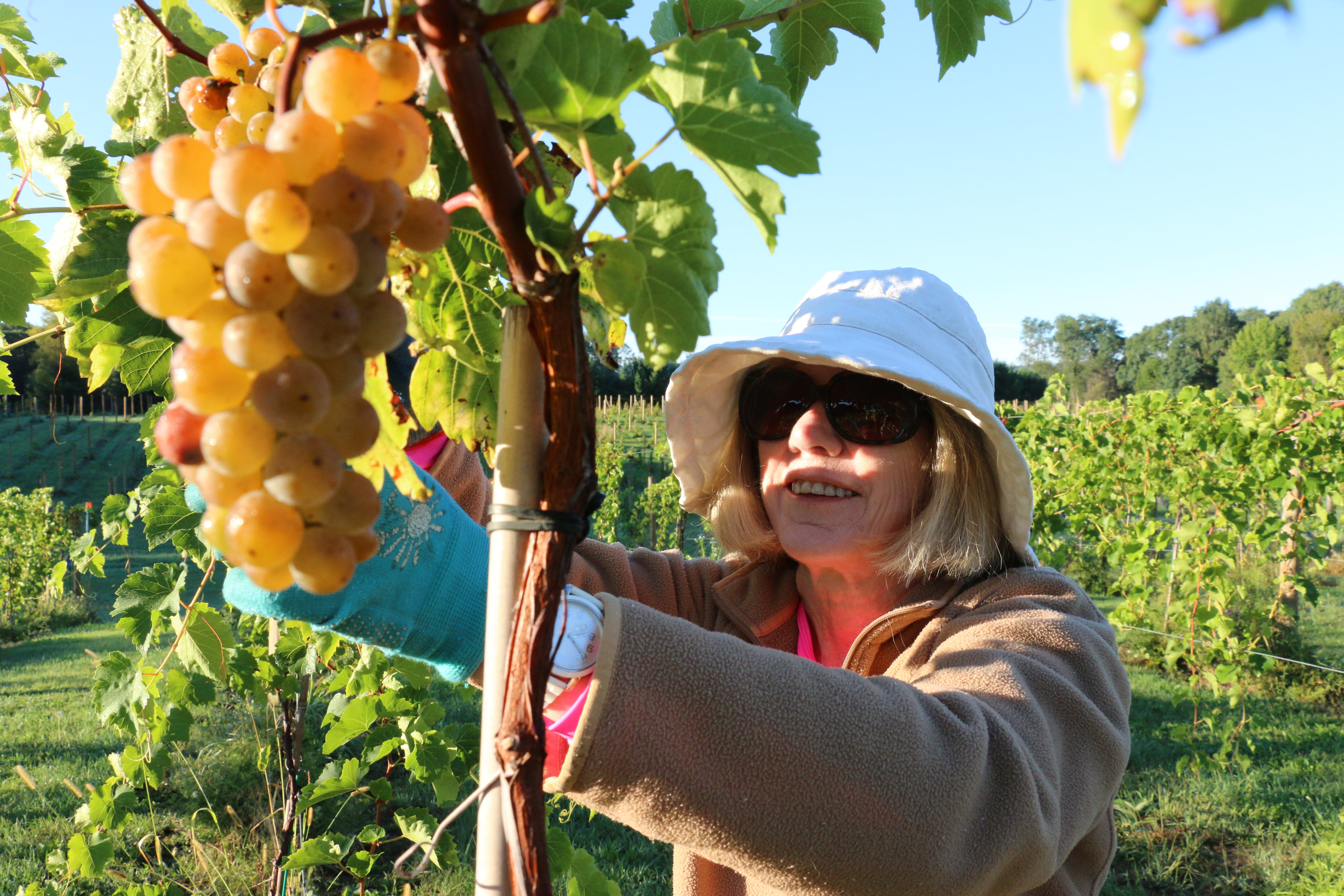 Image of one of the vineyard owners picking white grapes from a vine